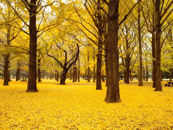 Công viên Yoyogi, Tokyo, Nhật Bản: Từng là nơi đặt làng vận động viên trong Thế vận hội mùa hè 1964, công viên Yoyogi có những cây rẻ quạt chuyển màu vàng rực vào mùa thu. Công viên mở cửa miễn phí 14/7 và là nơi tổ chức nhiều lễ hội như Ngày Trái đất hay Tokyo Pride. Ảnh: CNTraveler.