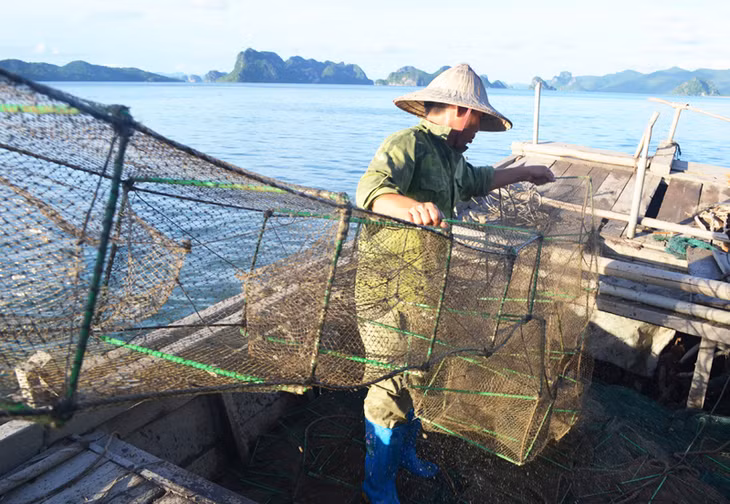 Nghề lồng bát quái hoạt động theo nguyên lý bẫy, ngăn cản đường di chuyển của các loài thuỷ sản sống ở tầng đáy, bắt tất cả các loại thủy sản lớn nhỏ chui vào lồng. Trong đó theo ước tỉnh, mỗi mẻ lồng bát quái, tỷ lệ các loài thuỷ sản có kích thước nhỏ hơn quy định chiếm khoảng 70% tổng sản lượng khai thác