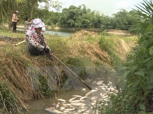 Người dân xử lý số cá nuôi bị chết. (Ảnh: Phước Ngọc/TTXVN)