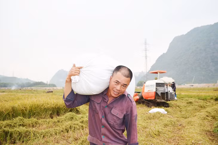 Hai năm trở lại đây cánh đồng Ba Sào đã hồi sinh nhờ những quyết sách đúng đắn của tỉnh Quảng Ninh trên cơ sở đảm bảo lợi ích cho người dân 