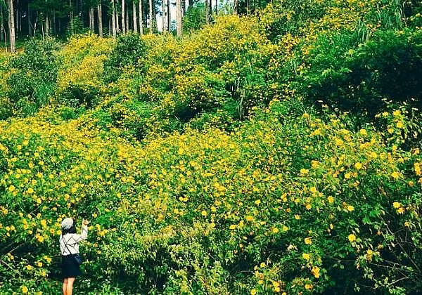 Lúc này tại bất cứ đâu ở thành phố xinh đẹp này, bạn cũng sẽ bắt gặp sắc vàng ươm của dã quỳ, từ trong thành phố với những căn biệt thự nhỏ xinh cho đến những con đường tỏa đi muôn hướng vùng ngoại ô.