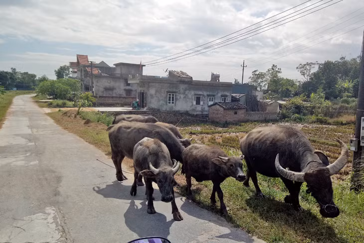 Dù có nhiều trâu, lợn, nhưng nhiều gia đình ở xã Quảng Lâm vẫn thuộc diện nghèo theo chuẩn nghèo tiếp cận đa chiều 