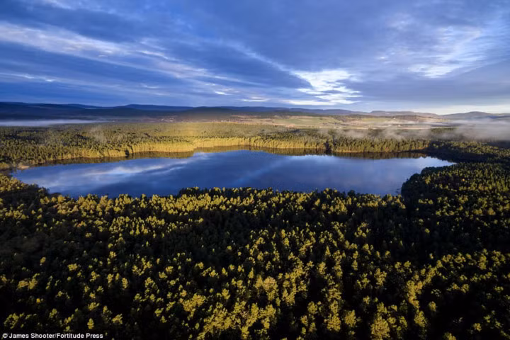  Những tia sáng đầu tiên trong ngày ở rừng thông trong Vườn Quốc gia Cairngorms.