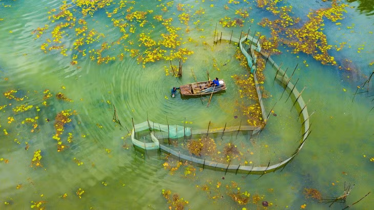 Vân Long là khu bảo tồn thiên nhiên đất ngập nước lớn nhất vùng Đồng bằng châu thổ Bắc Bộ. (Ảnh: Minh Đức/TTXVN)