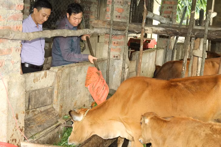 Đàn bò gia đình anh Chìu Mằn Hỷ thôn Nà Choòng, xã Hoành Mô, Bình Liêu sau 1 năm đã tăng lên 16 con