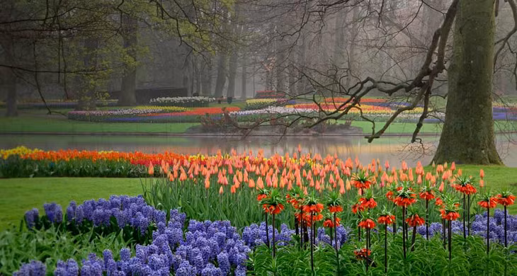 Keukenhof in Lisse, Hà Lan: Công viên này đẹp nhất vào mùa xuân, với hàng triệu bông hoa tulip, tú cầu và thủy tiên vàng bừng nở. Ảnh: Bestphotosofthe world.