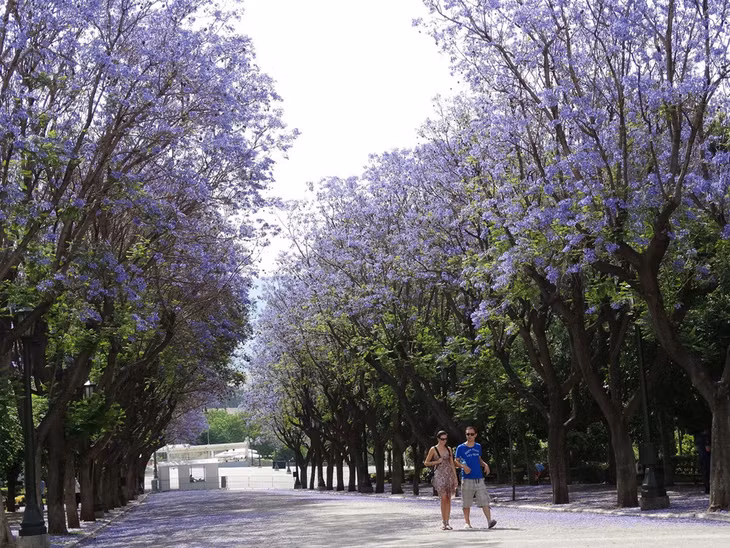 Vườn quốc gia, Athens, Hy Lạp: Công viên này có hơn 7.000 cây và 40.000 bụi rậm. Ngoài ra, nơi này còn có 6 hồ nước tuyệt đẹp cho người dân thư giãn. Ảnh: Phil and Cheryl.