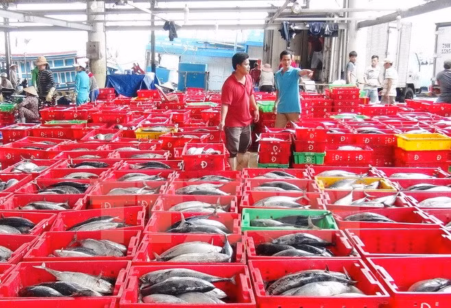 Cá ngừ sọc dưa do ngư dân Khánh Hòa khai thác. (Ảnh: Tiên Minh/TTXVN)