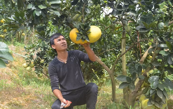 Bưởi diễn là một trong 4 loại quả có có múi được HTX trồng thời điểm sắp cho thu hoạch. 