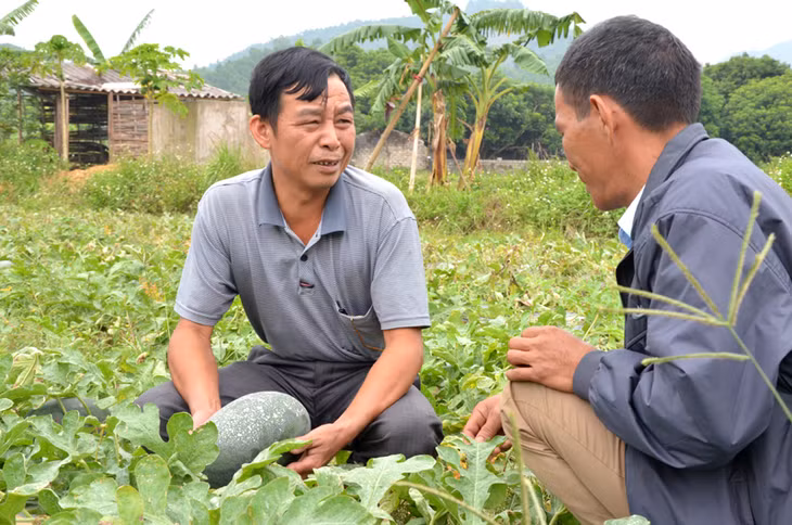Ông Triệu Văn Sông, nguyên trưởng ban công tác mặt trận thôn Lưỡng Kỳ, xã Thống Nhất, huyện Hoành Bồ trao đổi với người dân về kỹ thuật chăm sóc dưa 