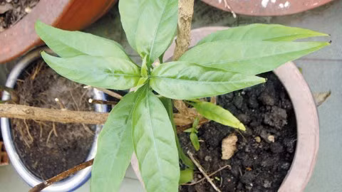 Cây hoàn ngọc trắng, tác dụng kích thích tiêu hóa.