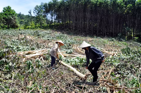 Mô hình trồng keo của một số hộ gia đình thuộc thôn Nà Nhái, xã Vô Ngại cho hiệu quả kinh tế cao.