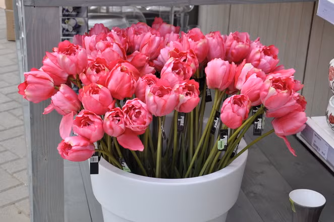Nếu yêu thích các loài hoa tulip, bạn không thể không đến Hà Lan. Hoa tulip là biểu tượng của đất nước này, được trồng ở rất nhiều nơi.