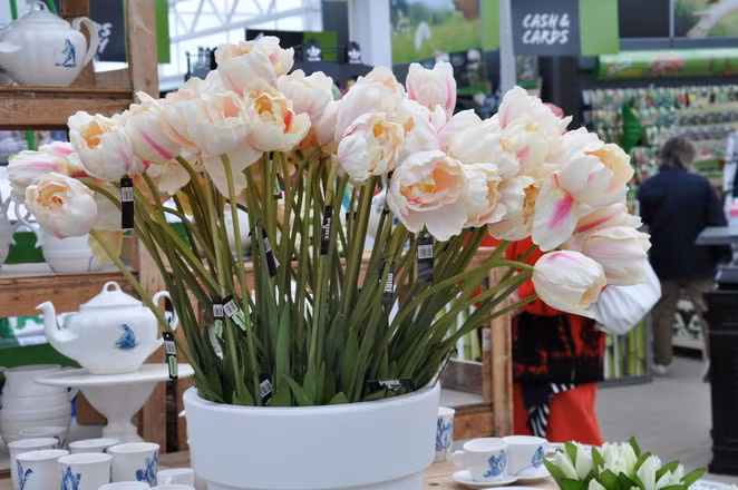 Thường vào tháng 4 và tháng 5 là lúc hoa tulip nở rộ, rực rỡ sắc màu.