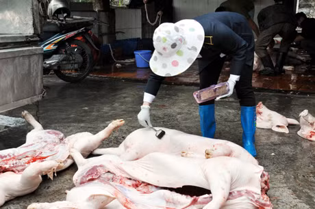 Cán bộ thú y TP Hạ Long kiểm tra, lăn dấu xác nhận kiểm dịch tại lò giết mổ tập trung ở phường Hà Khánh (TP Hạ Long).