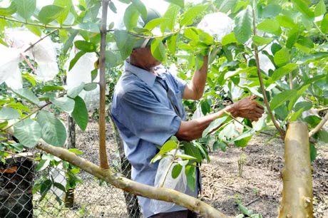 Sản phẩm “Ổi ông Đới” được lựa chọn đưa vào danh mục của Đề án OCCOP-QN đã được Sở KH&CN hỗ trợ xây dựng nhãn hiệu hàng hoá. (ảnh: Ông Đới (xã Dân Chủ, Hoành Bồ) chăm sóc cây ổi sau mùa thu hoạch theo đúng quy trình)