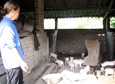 Do được đầu tư, người dân Móng Cái đã tập trung đầu tư có hiệu quả để phát triển chăn nuôi (Mô hình nuôi lợn nái tại xã Hải Tiến). Ảnh: Bá Khang