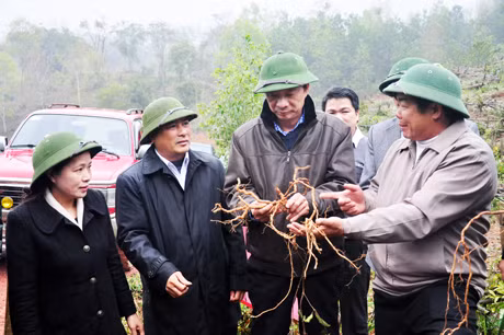 Đồng chí Nguyễn Văn Đọc Chủ tịch UBND tỉnh thăm mô hình thăm khu vực trồng ba kích tím của HTX Toàn Dân tại thôn Đồng Thầm, xã Thanh Lâm.