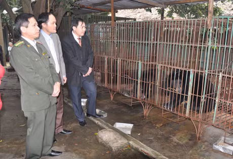 Đoàn giám sát đi kiểm tra thực tế tại cơ sở nuôi nhốt gấu ở tổ 95, phường Hà Khẩu, TP Hạ Long.