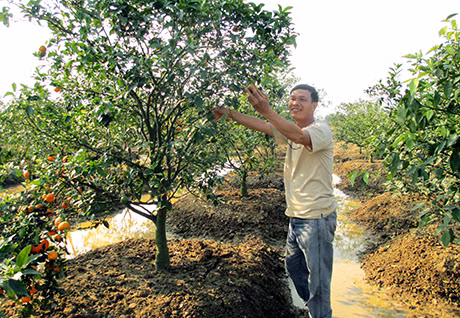 Anh Nguyễn Văn Hào, bên vườn cam Canh của gia đình.
