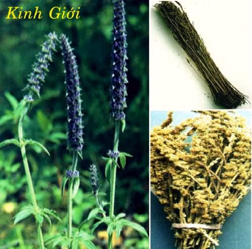 Kinh giới