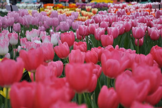 Keukenhof, lễ hội hoa có một không hai trên thế giới thường tổ chức vào thời gian từ cuối tháng 3 đến tháng 5.