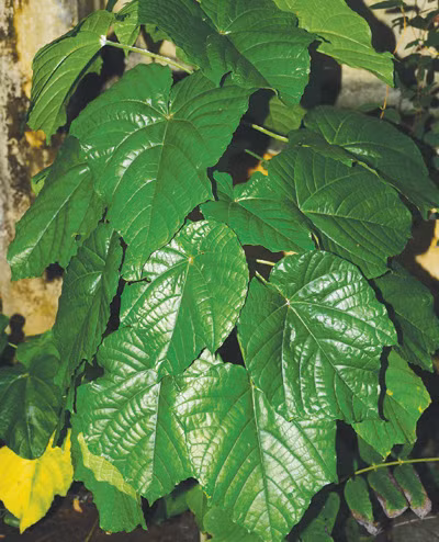 Cây bạch đồng nữ - Ảnh: T.X.Chi