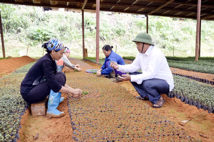 Ông Lê Công Tiềm, Chủ nhiệm HTX Toàn Dân kiểm tra chất lượng cây ba kích giống tại vườn ươm của đơn vị.