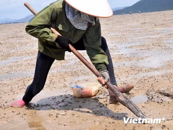 Đào bắt sá sùng ở Quan Lạn.jpg