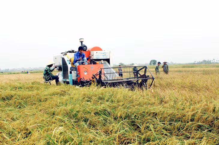 Thu hoạch lúa trên cánh đồng mẫu lớn ở Phong Cốc.