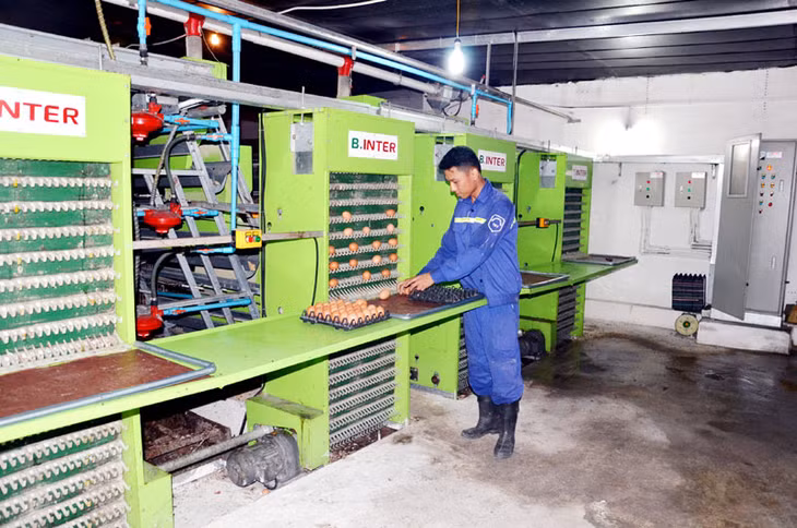 Trại nuôi gà đẻ trứng theo công nghệ tự động của Công ty CP Khai thác khoáng sản Thiên Thuận Tường.