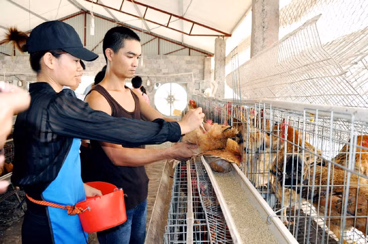 Thực hiện tốt công tác tiêm phòng là biện pháp tốt nhất để phòng chống dịch cúm gia cầm. Trong ảnh: Sản xuất giống gà Tiên Yên tại Công ty CP Phát triển chăn nuôi & NLNN Phúc Long, Tiên Yên.