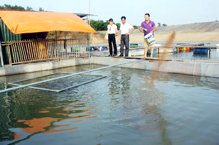 Mô hình nuôi cá lăng trong hồ của gia đình anh Nguyễn Tất Hùng, thôn Đồng Và, xã Yên Than (Tiên Yên).