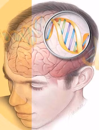 Gene FOXP2 ảnh hưởng tới năng lực ngôn ngữ. Ảnh minh họa: All Things Learning