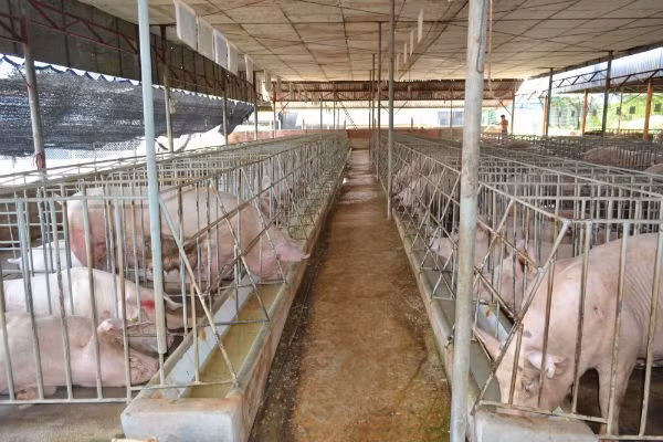 Heo được nuôi ở một trang trại ở Đồng Nai. Ảnh: NH