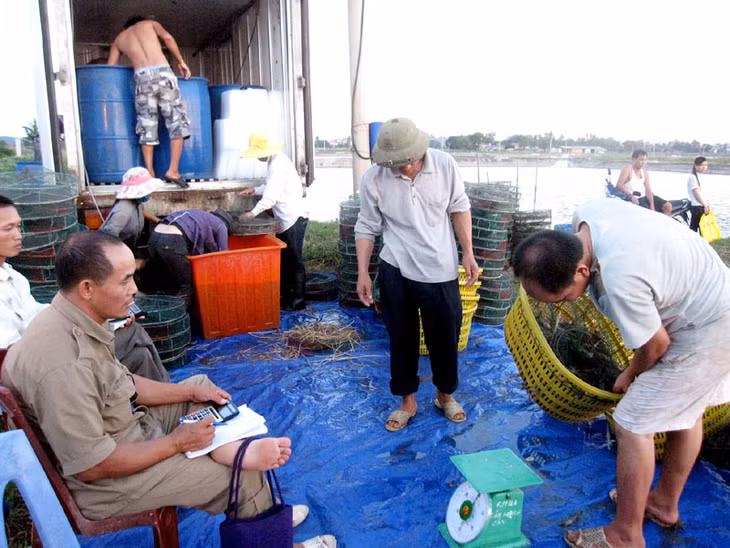 Thu hoạch tôm tại phường Tân An (Quảng Yên).
