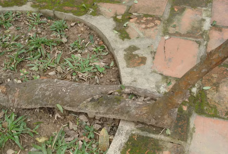 Gốc cây ổi