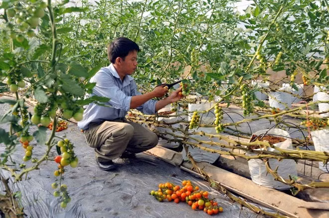 Ảnh minh họa. (Nguồn: TTXVN)