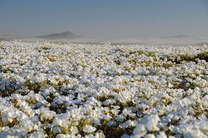  Sa mạc hoa, Chile: Là một trong những nơi khô cằn nhất trên thế giới, sa mạc Atacama ở Chile bỗng biến thành biển hoa nở rộ, ngập tràn sắc màu khi có lượng mưa cao bất ngờ. Thời gian lý tưởng nhất để chiêm ngưỡng hiện tượng này là từ tháng 9 cho đến tháng 11.