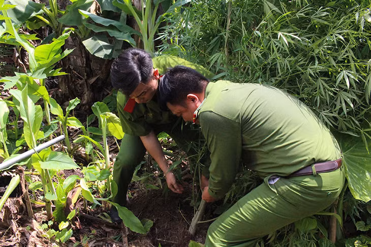 Công an thị xã phát hiện 8 cây nghi là cây cần sa trồng tại vườn nhà ông Chính