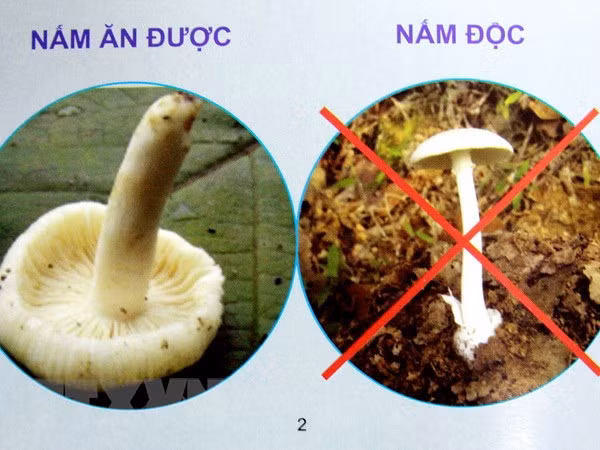 (Ảnh minh họa: Dương Ngọc/TTXVN)