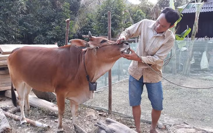 Dấu hiệu ban đầu của bệnh tụ huyết trùng trên trâu, bào là sốt cao 41-42°C, bỏ ăn, lờ đờ, nước mũi nước mắt chảy nhiều