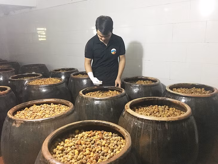 cơ sở có sản lượng từ 300 lít-600 lít/tháng chiếm 10,1%Trong ảnh: Kiểm tra độ ngấm của quả mơ tại cơ sở sản xuất rượu mơ Quang Vinh)