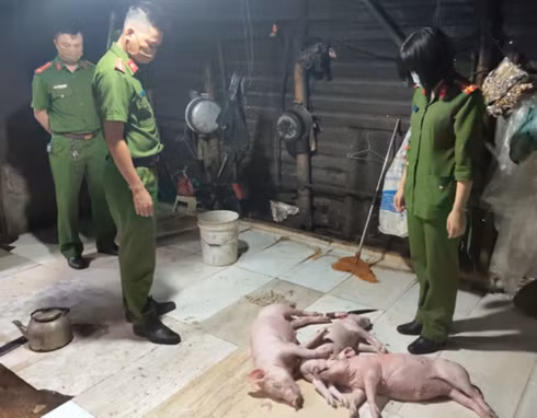 Thời điểm kiểm tra lực lượng chức năng phát hiện 3 con lợn chết, tím tái toàn thân (ảnh: H.T).
