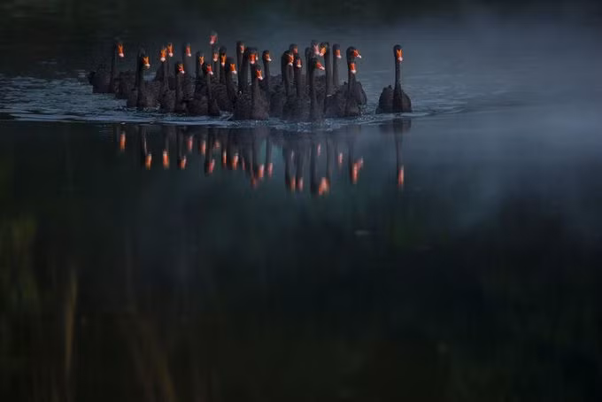 Bức ảnh Black Swan (Thiên nga đen) của tác giả Kuang Zhen vào chung kết chủ đề ảnh Thế giới tự nhiên, chụp một đàn thiên nga đen soi bóng khi bơi trên mặt hồ tại Trung Quốc.