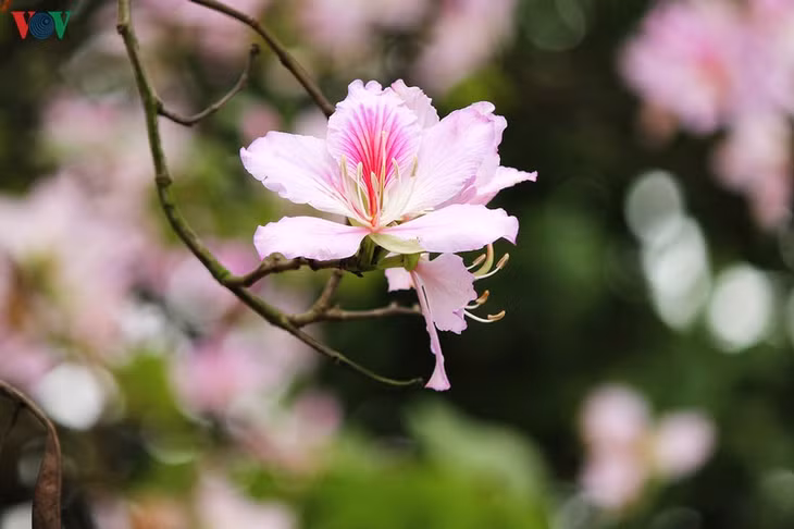 Hoa ban cùng họ với hoa bướm, mỗi hoa có 4 đến 5 cánh, nhị màu hồng, gân màu tím.