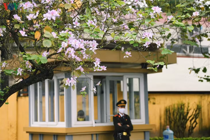 Màu tím nhỏ nhẹ, dịu dàng càng khiến những con đường ở Thủ đô Hà Nội trở nên thơ mộng hơn.