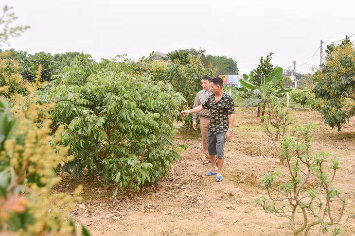 Hộ ông Vũ Văn Thiết là một trong những điển hình nông dân thi đua sản xuất giỏi, xây dựng vườn mẫu đạt chuẩn của thôn Hải Đông, xã Quảng Thành (huyện Hải Hà).