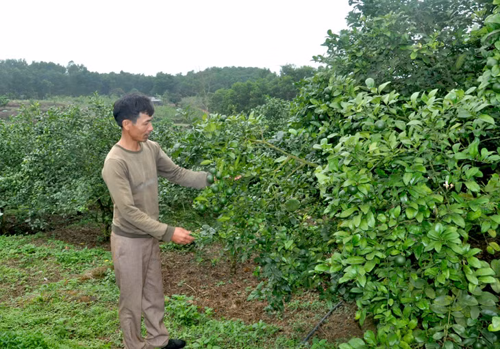Vườn mẫu của gia đình ông Phạm Hữu Trường, thôn Bình Nguyên, xã Tân Bình, huyện Đầm Hà