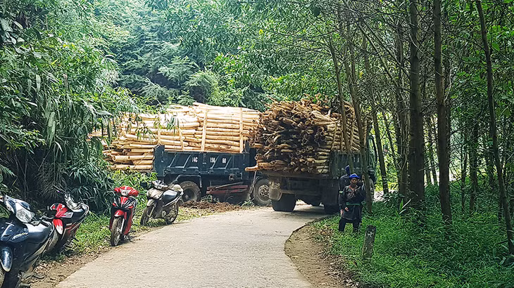 Thay đổi nhận thức cũng là 1 thách thức không nhở của Ba Chẽ. Bởi chủ rừngchủ yếu lựa chọn các loài cây trồng rừng có chu kỳ ngắn như keo. Ảnh người dân xã Đồn Đạc thu hoạch keo bán cho các cơ sở thu mua keo làm dăm gỗ. cho 